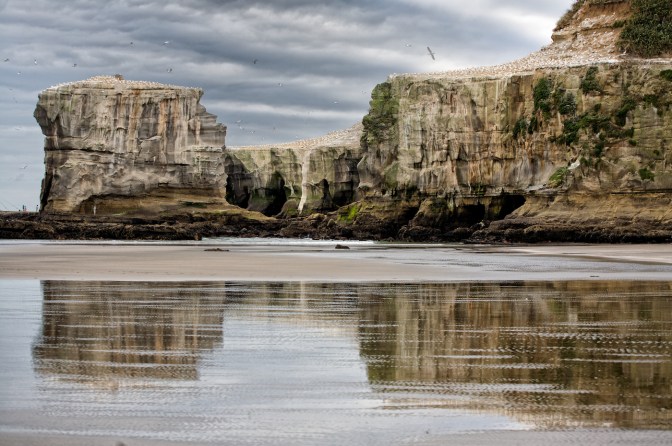 Cliffs with gannet colony at Muriwai Regional Park near Auckland
