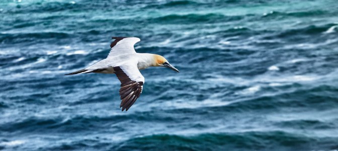 soaring gannet