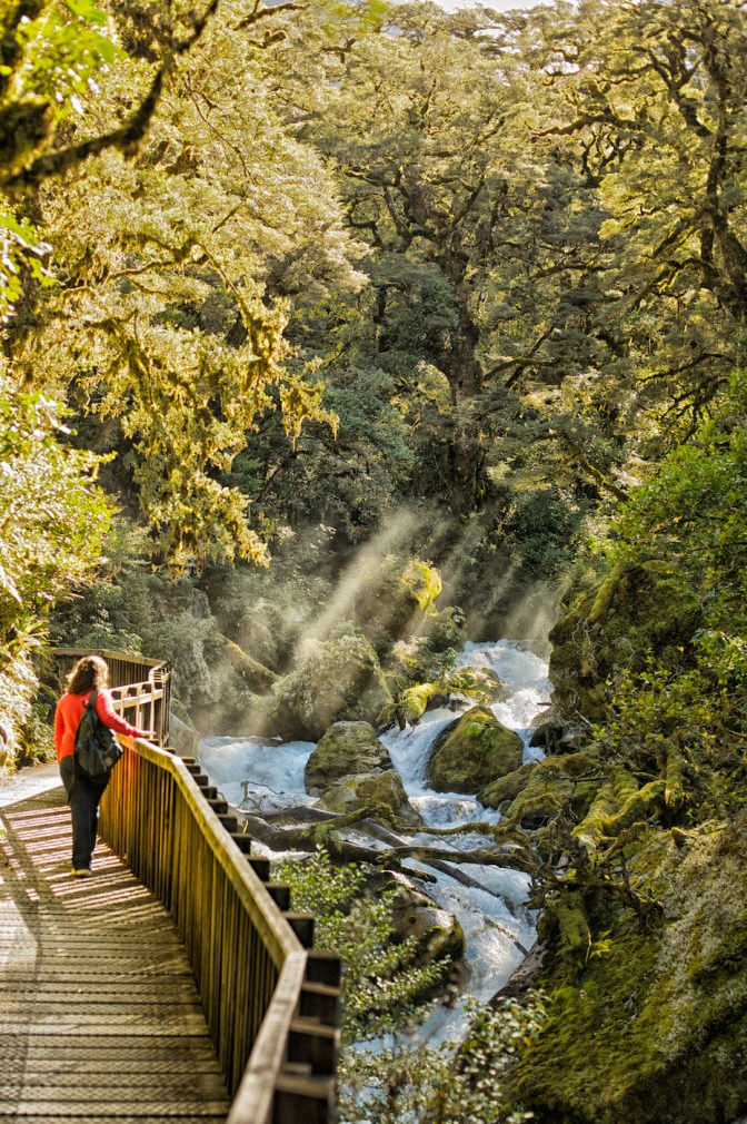 Forest walk along a cascade in the Hollyford Valley, Fiordland National Park