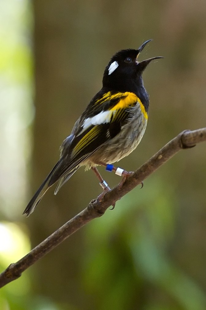 Stitchbird singing on Kawerau Track at Tiritiri Matangi island  bird sanctuary