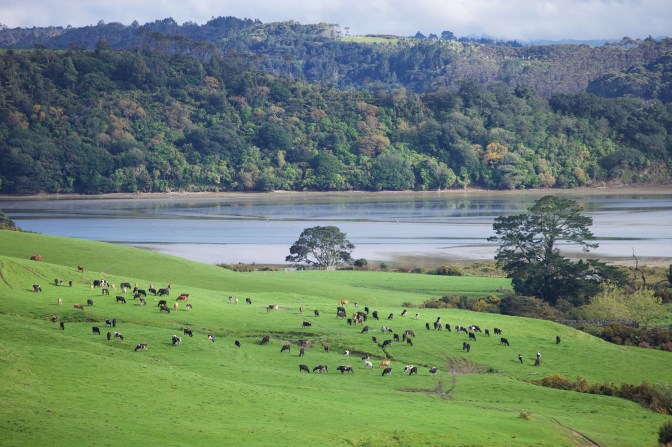 Okura, if developed, will turn from this  . . .