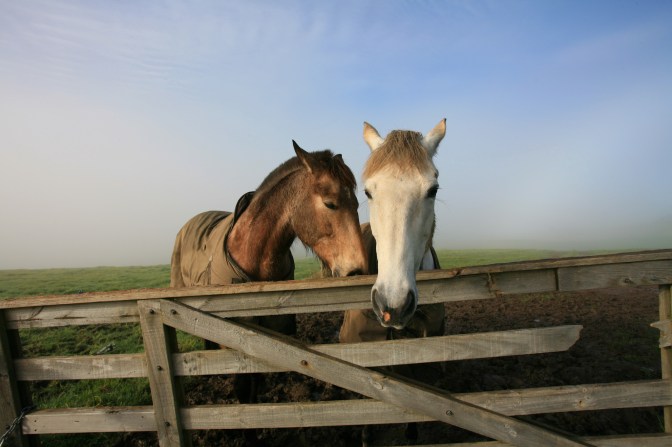 Horse love in the mist, Okura