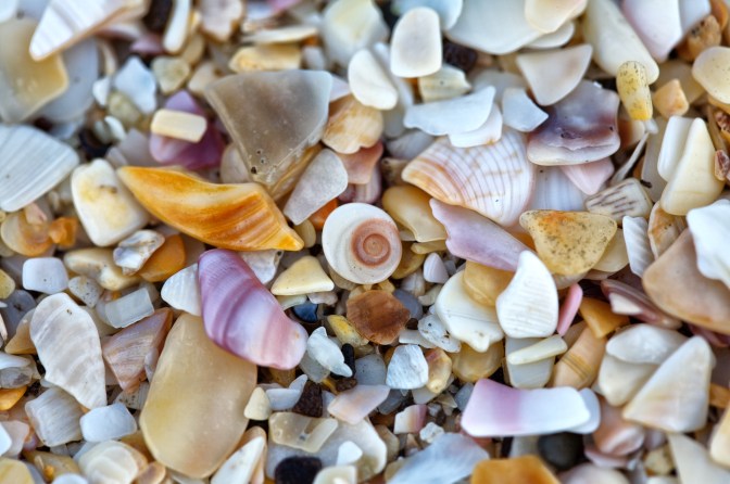 sand detail of fragmented shells