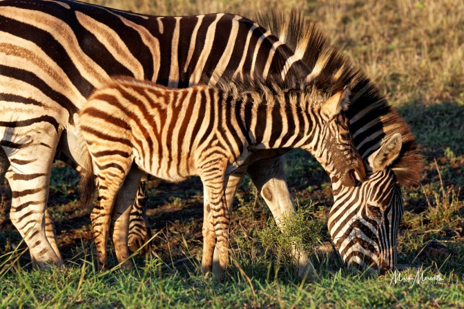 Zebra mother and foal in  Kruger National Park