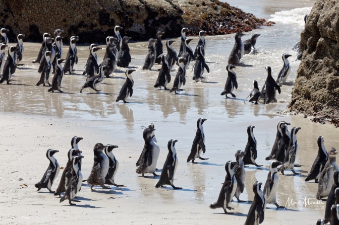 African, or Jackass, penguins at Boulders Beach near Simonstown