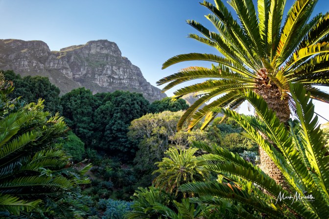 Kirstenbosch Botanical Gardens, Cape Town