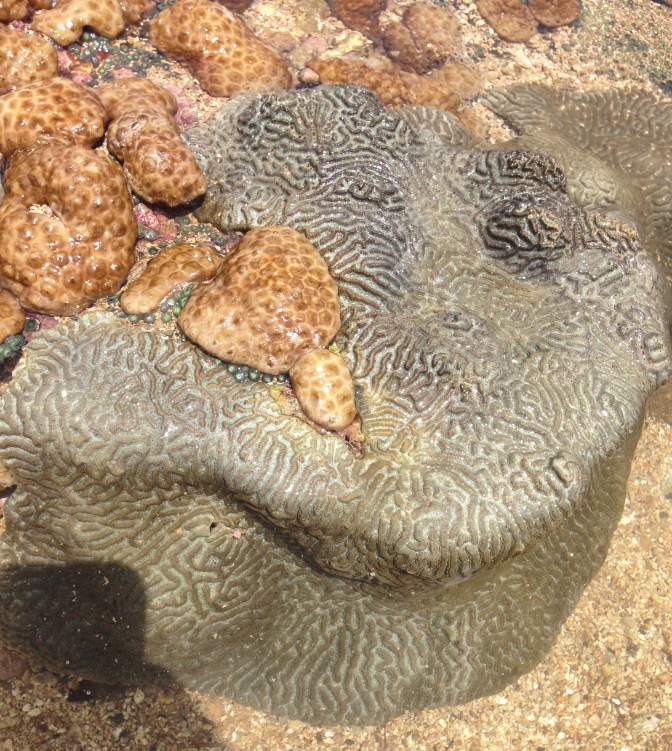 Knobby brain coral