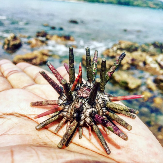 slate pencil sea urchin